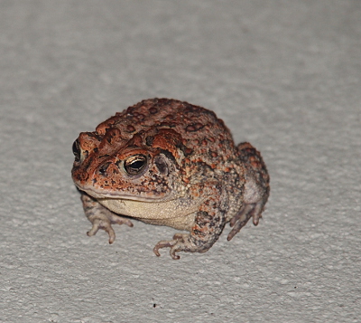 [This three-toed toad rests on the sidewalk. It has gold and orange coloring on its bumps and around its eyes. Its underbody is buff colored.]